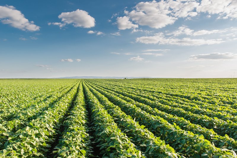 soybean_