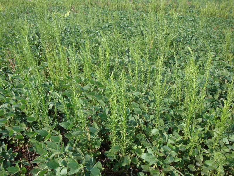 marestail3