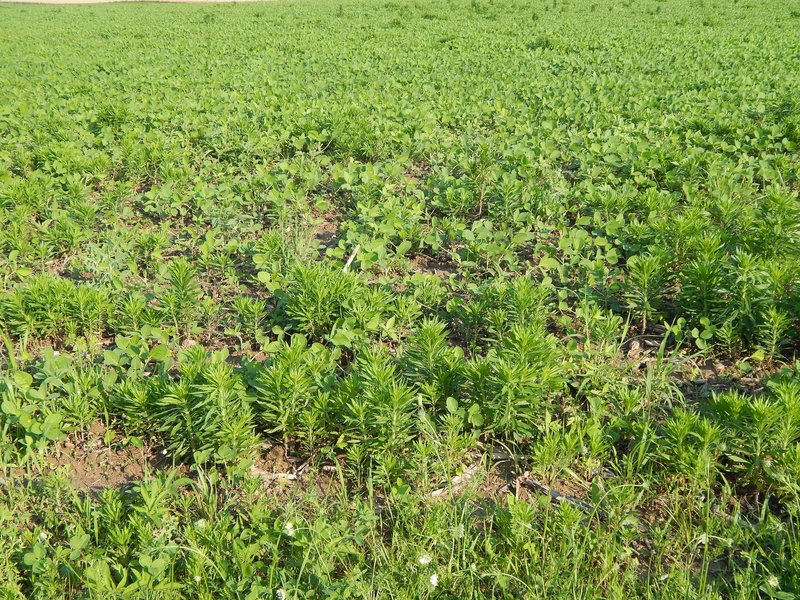 marestail